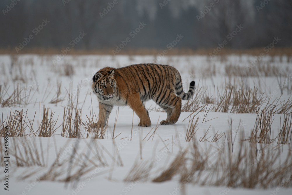 Fototapeta premium Siberian Tiger running in snow. Beautiful, dynamic and powerful photo of this majestic animal. Set in environment typical for this amazing animal. Birches and meadows