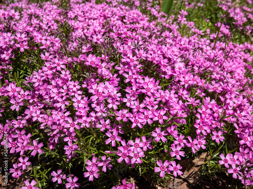 Close-up shot of pink creeping phlox (Phlox subulata x douglasii) 'Zwergenteppich' flowering with pink flowers with red eye in garden forming a dense mat in spring