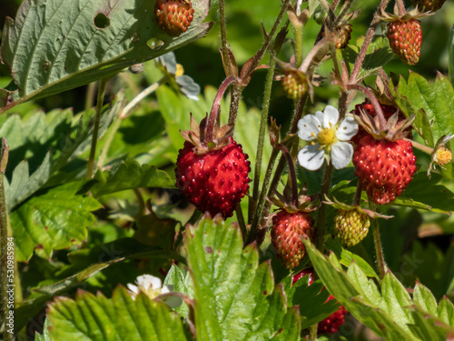 Close-up shot of the wild strawberry  Alpine strawberry or European strawberry plants growing in clumps flowering with white flowers and maturing ripe  red fruits in garden