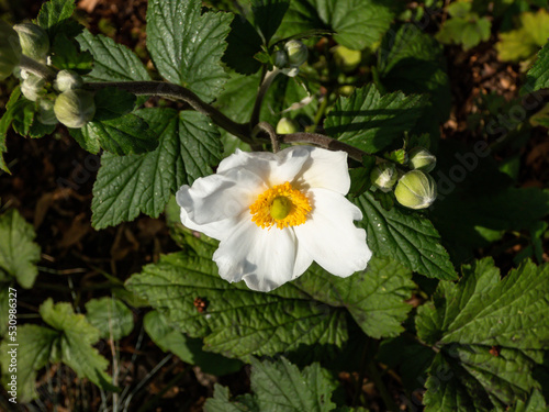 Japanese anemone (Anemone x hybrida or japonica) Honorine Jobert flowering with slightly cupped, pure white flowers with contrasting yellow stamens in garden