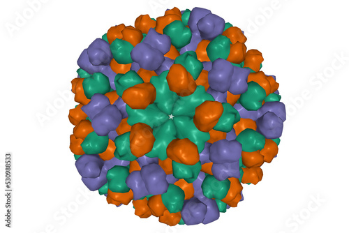 Obraz na plátně Human hepatitis E virus capsid, 3D surface model isolated, transparent background