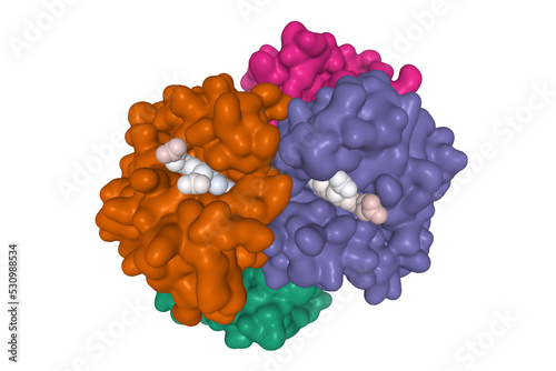 Quaternary structure of deoxy hemoglobin, alpha-chain (green and violet), beta-chain (brown and purple) with ligand protoporphyrin (white) attached, 3D Gaussian surface model, transparent  background photo