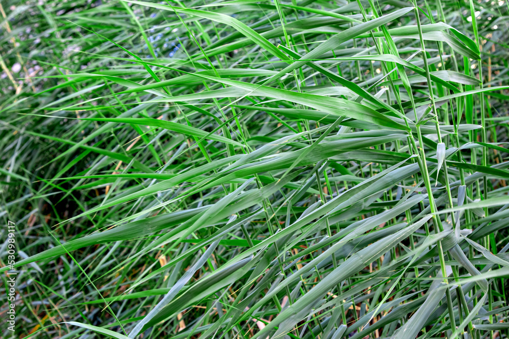 Green grass, sedge, background, texture. Green grass, sedge, background, texture.