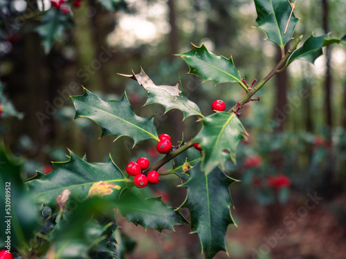 Ilex Stechpalme im Wald photo