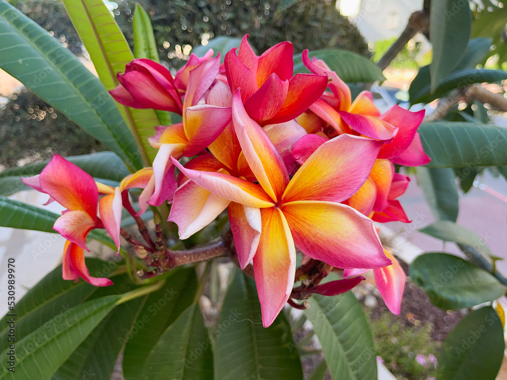 Plumeria flower. pink yellow and white frangipani tropical flower.