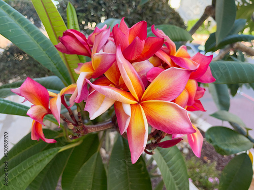 Obraz na płótnie Plumeria flower. pink yellow and white frangipani tropical flower. w salonie