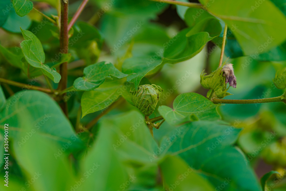 Flowering cotton gardens that have not yet been cotton Flowering cotton gardens that have not yet been cotton