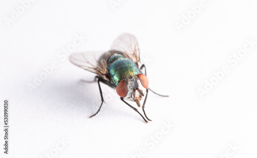 Green fly isolated on a white background. Close-up fly. Shiny insect. Fly eye texture.