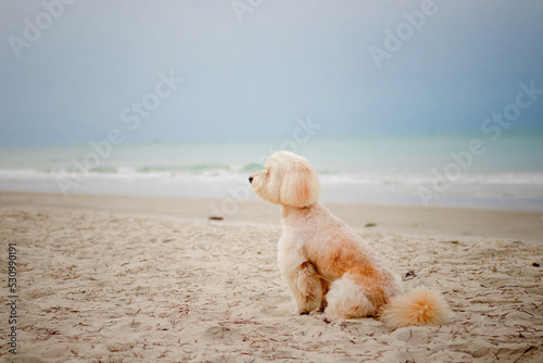 A dog sitting down looking view on the beach, Dog sit on the beach and looking out to sea © sarawut4807