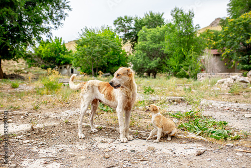 Abandoned animals on the streets of a ruined city, stray dogs near ruined houses. Destroyed and abandoned buildings of the city after the war, bombing, Apocalypse Dead city, ruins, evacuation. photo