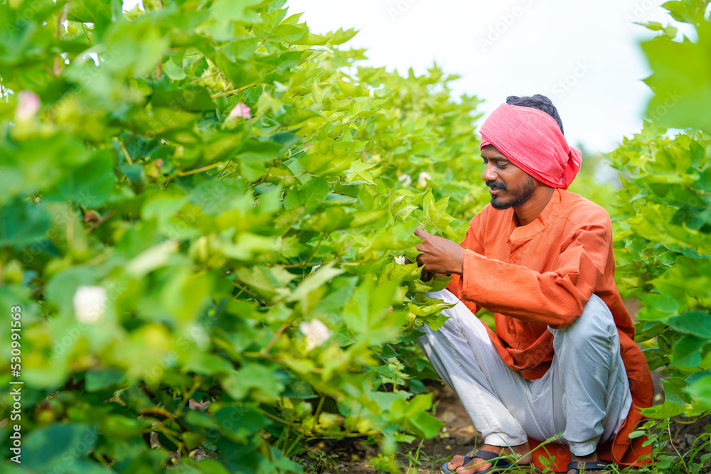 Indian farmer checking cotton plant at agriculture field.