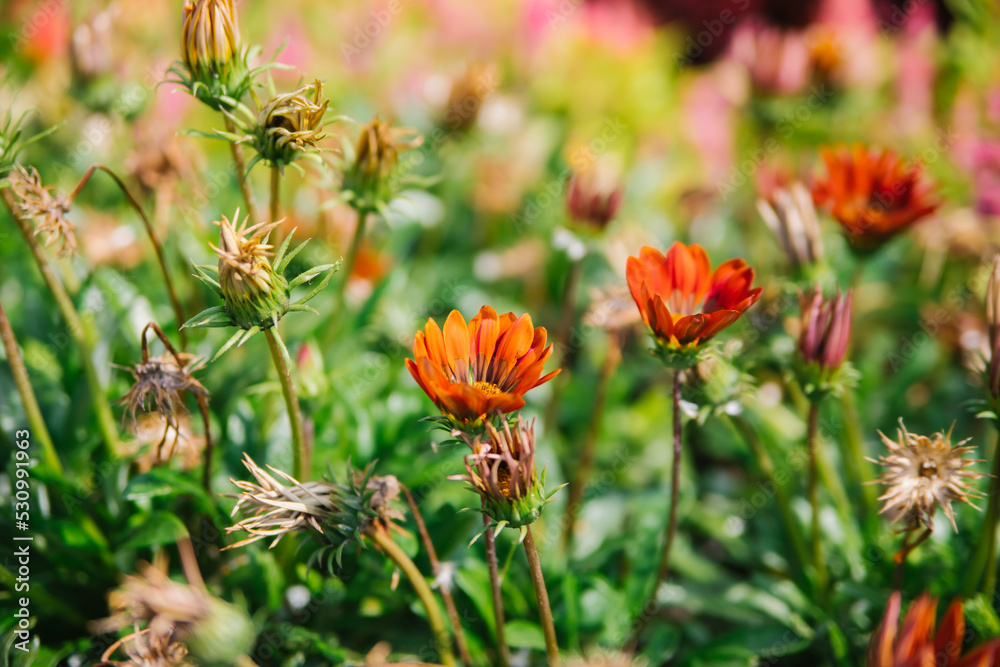 Gazania flowers in the summer garden. Colorful bright flowers on a green background. Gazania and lobelia. Flower bed decoration in the park. Gazania flowers in the summer garden. Colorful bright flowers on a green background. Gazania and lobelia. Flower bed decoration in the park.