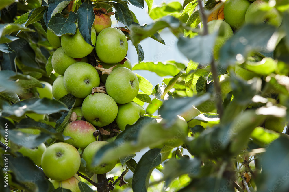 Ripe apples on a tree in a garden. Organic apples hanging from a tree branch in an apple orchard