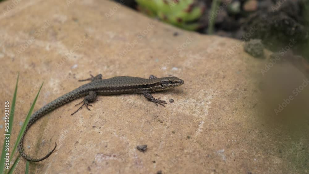 lizard basking in the sun on a stone lizard basking in the sun on a stone