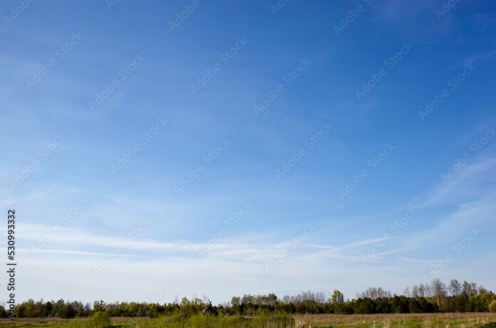 Fototapeta premium Beautiful summer rural landscape. Meadow with trees and grass against the clouds sky