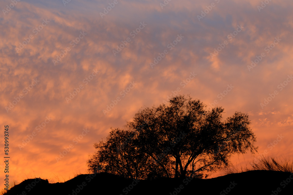 Scenic sunset with silhouetted tree and beautiful clouds, Kalahari desert, South Africa.