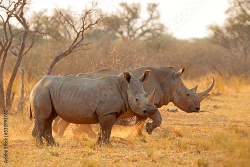 Alert white rhinoceros  Ceratotherium simum  in dust at sunset  South Africa.