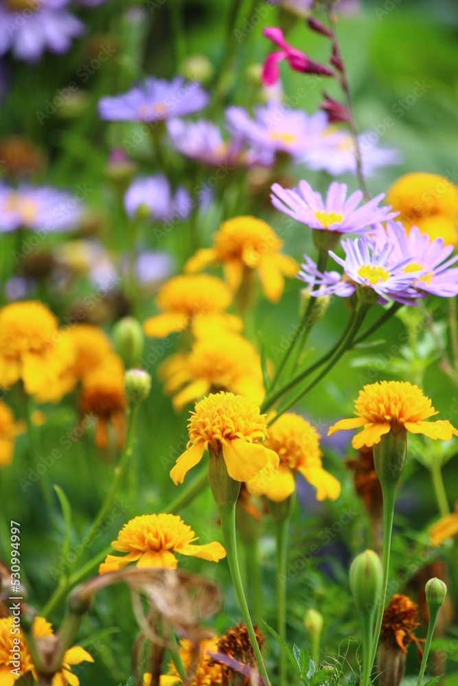 色とりどりのお花がいっぱい 色とりどりのお花がいっぱい
