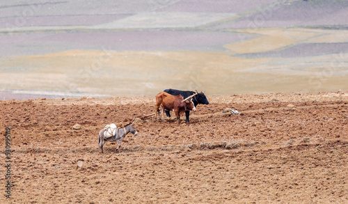 Traditional primitive wooden plow pulled by cows in Oromia Region, Ethiopia photo