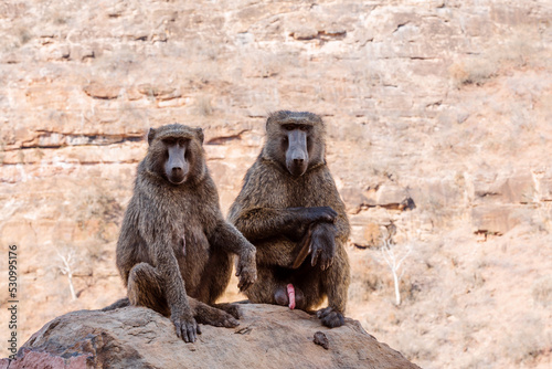 Family of Chacma baboon, papio ursinus, strong african monkey, sitting on the hill edge, also known as the Cape baboon near bridge over blue nile on the road to Dejen. Ethiopia Africa wildlife