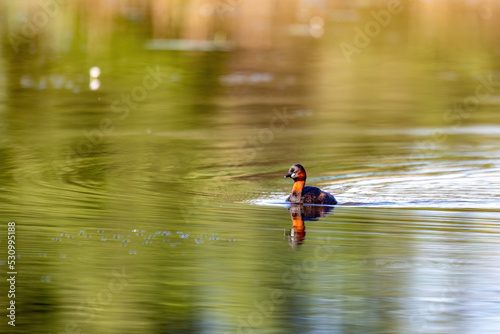 Cute small water bird Little Grebe, Tachybaptus ruficollis, swimming on a river hunting for food.
