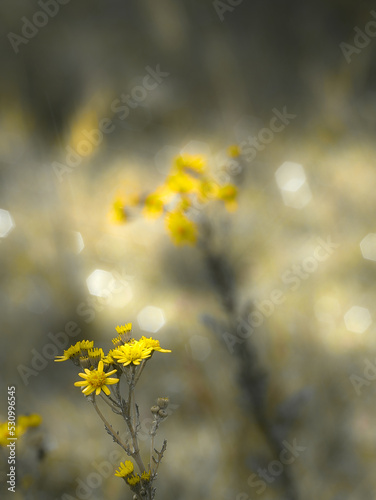 Slightly blurred yellow flowers, on a fuzzy background, for artistic wallpaper or background