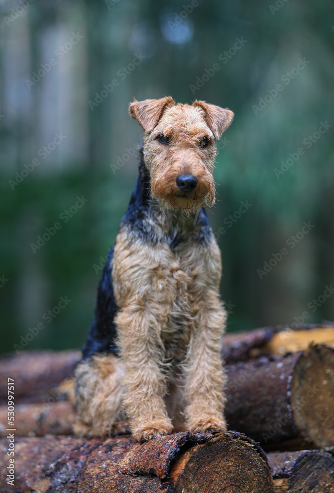 Portrait of a stunning female Welsh Terrier hunting dog, posing on a log pile in the woods. Portrait of a stunning female Welsh Terrier hunting dog, posing on a log pile in the woods.