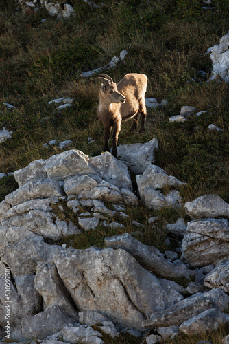 young male ibex  Capra ibex  in Naturpark Diemtigtal in Berner Oberland
