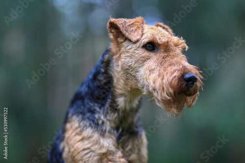 Portrait of a stunning female Welsh Terrier hunting dog, posing on a log pile in the woods.