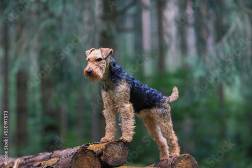 Portrait of a stunning female Welsh Terrier hunting dog, posing on a log pile in the woods.