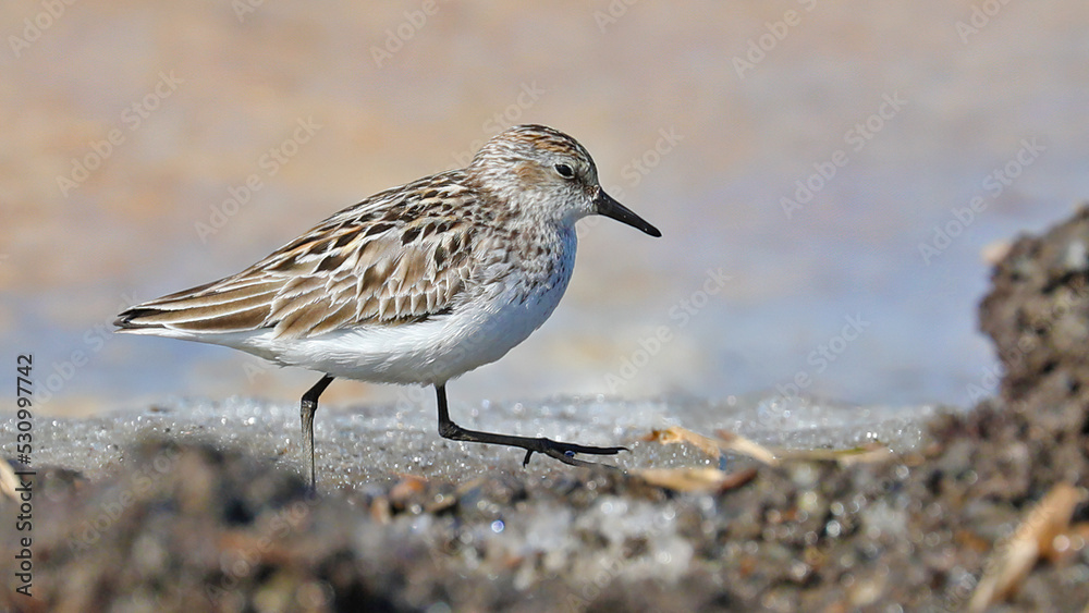 Semi-palmated sandpiper on the ground, Alaska Semi-palmated sandpiper on the ground, Alaska