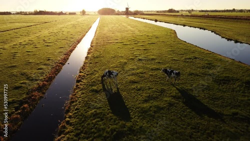 Aerial drone footage of cows grazing on Dutch farmland fields in the countryside, by sunrise.