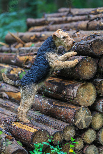 Portrait of a stunning female Welsh Terrier hunting dog, posing on a log pile in the woods.