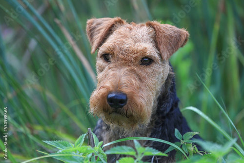 Portrait of a cute female Welsh Terrier hunting dog, posing outdoors and looking towards the camera. 
