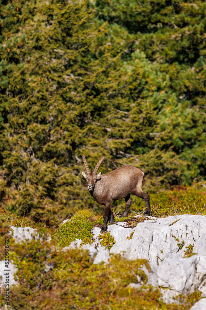 male ibex (Capra ibex) in Naturpark Diemtigtal in Berner Oberland