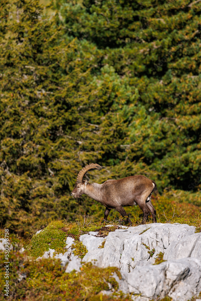 male ibex (Capra ibex) in Naturpark Diemtigtal in Berner Oberland male ibex (Capra ibex) in Naturpark Diemtigtal in Berner Oberland