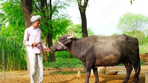 Indian farmer feeding ayurvedic medicine to his pet animal to prevent lumpy skin disease. photo