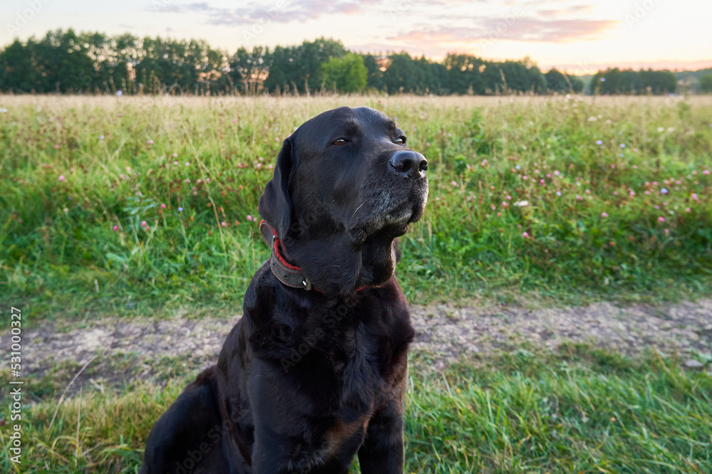 Beautiful black labrador retriever on a walk in the countryside