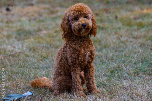 Pumpkin sitting pretty