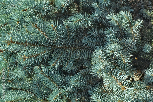 Close-up of fresh blue spruce branches. Composition picea pungens landscaping in japanese garden. Nature botanical evergreen pine coniferous plants concept. Christmas decorative tree for holiday