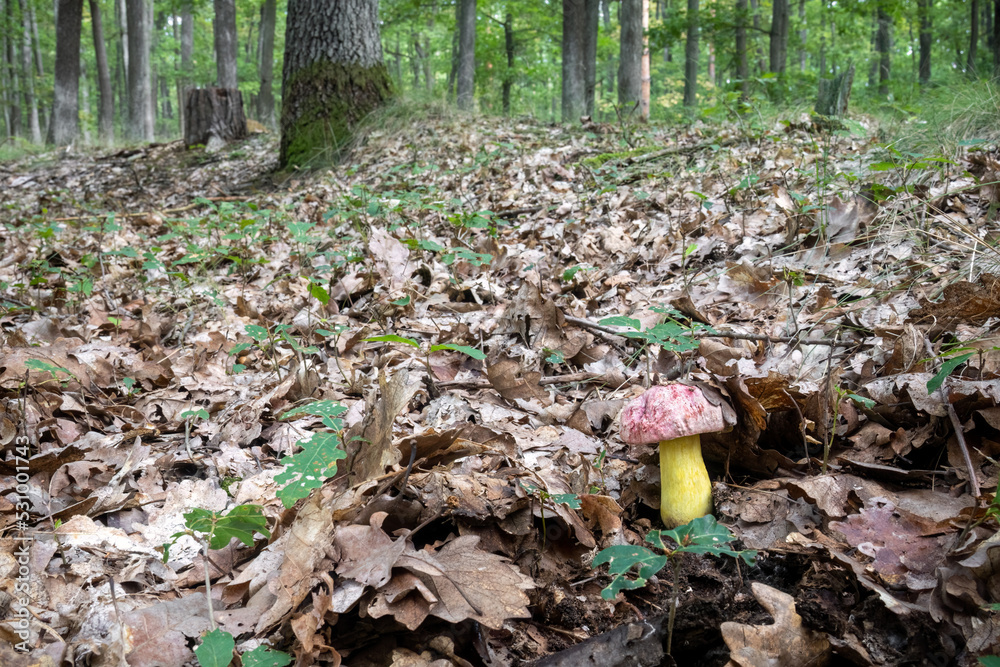 Obraz premium Oak forest and very rare royal bolete mushroom