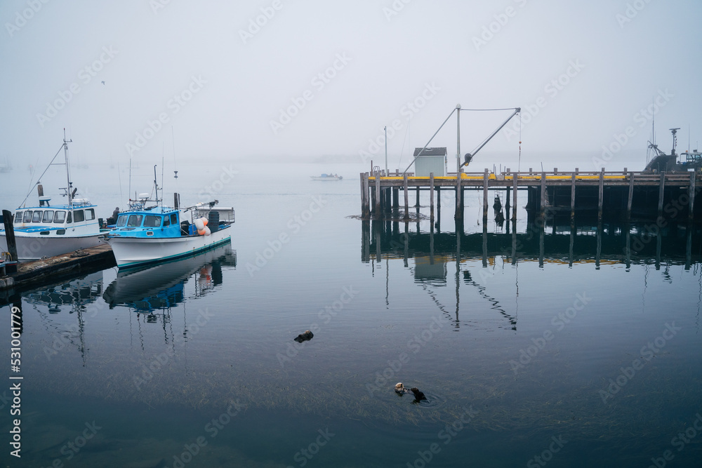 Endangered sea Otter nursery in Morro Bay marina California on a hazy morning. Wildlife preservation