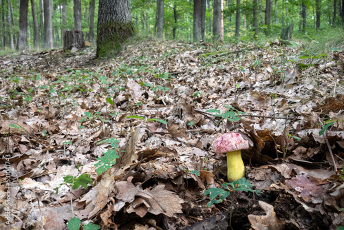 Oak forest and very rare royal bolete mushroom