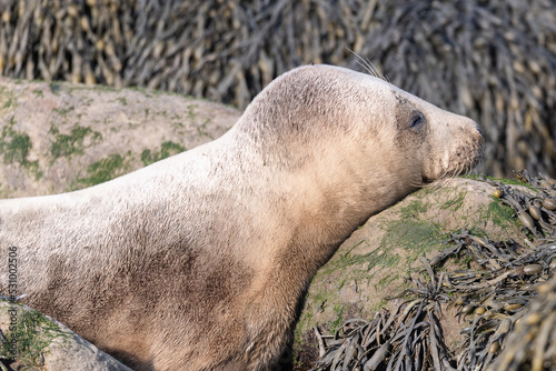 Closeup seal. Fur Seal in the sand portrait. Sea Lions at ocean. Fur seal colony, arctocephalus pusillus