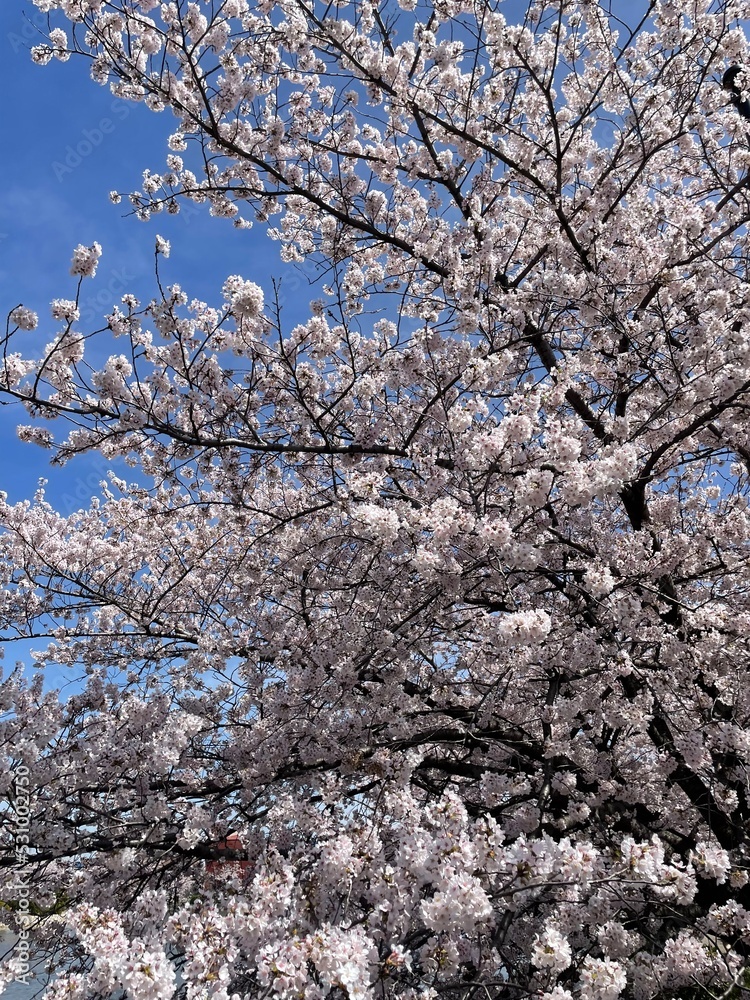 春の日本の桜と空 春の日本の桜と空