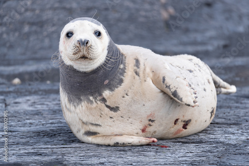 Closeup seal. Fur Seal in the sand portrait. Sea Lions at ocean. Fur seal colony, arctocephalus pusillus