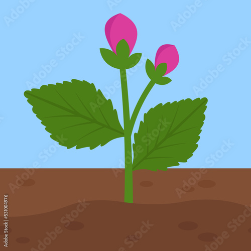 growing dahlia bush with buds