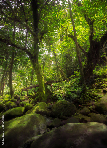 landscape in tropical forest with beautiful old tree