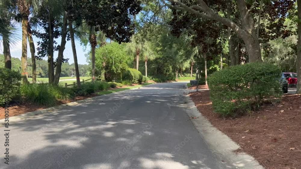Kiawah Island South Carolina drive down road with Palm and Oak Trees Kiawah Island South Carolina drive down road with Palm and Oak Trees