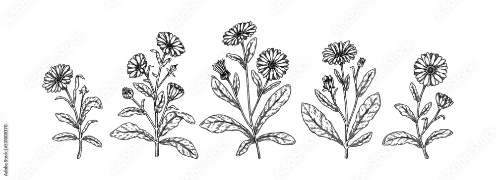 Set of hand drawn calendula flowers. Vector illustration in sketch stile. Realistic detailed botanical design elements - obrazy, fototapety, plakaty 